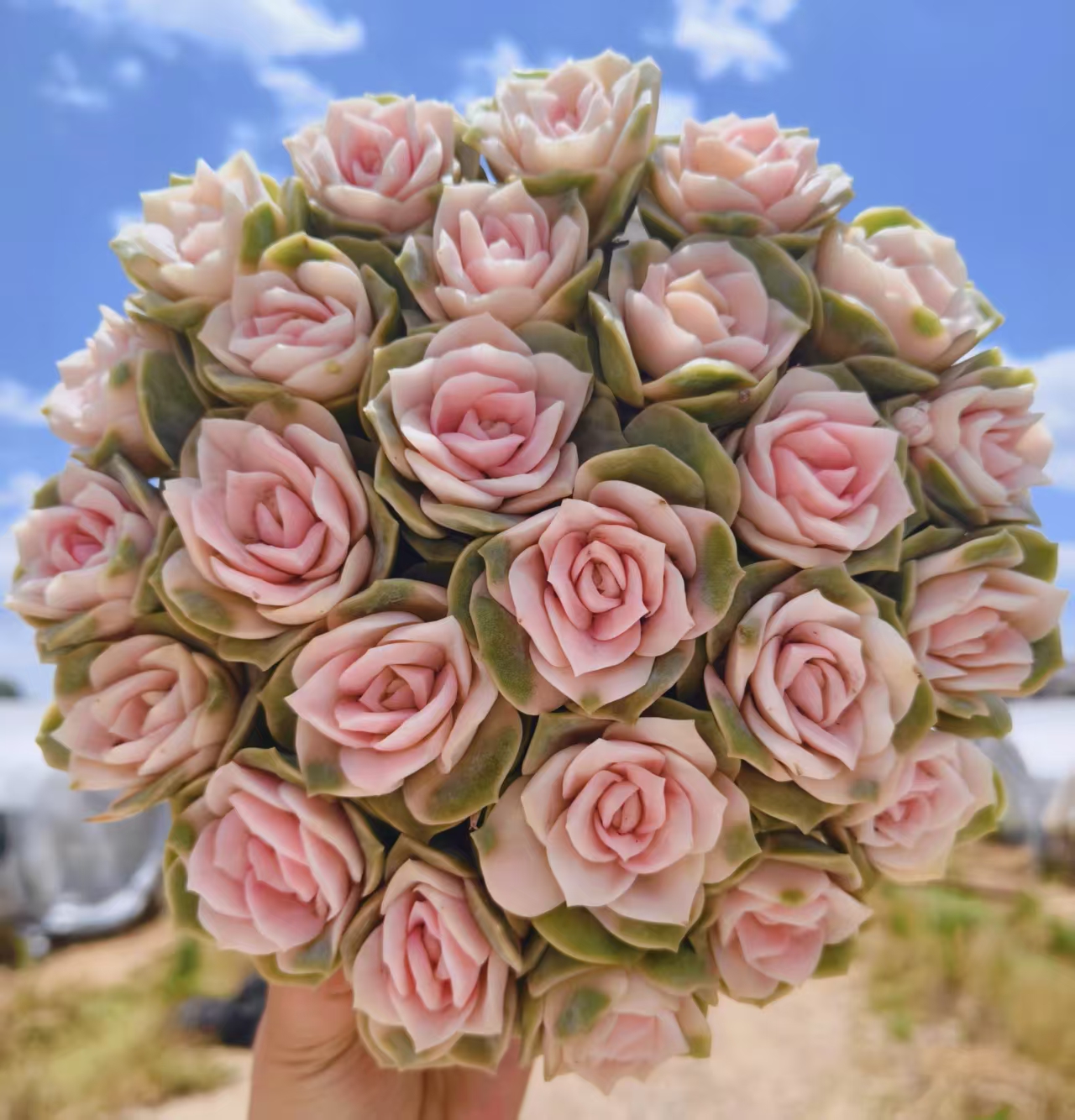 XP11-1001大盆香槟粉玫瑰 颜色好看带盆带土非常好养适合新手耐热