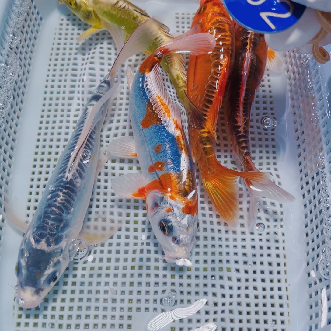 锦鲤162锦鲤观赏鱼冷水