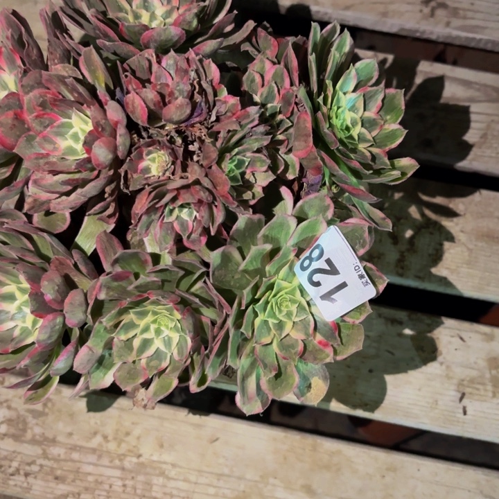 128玉芙蓉多肉植物不售后