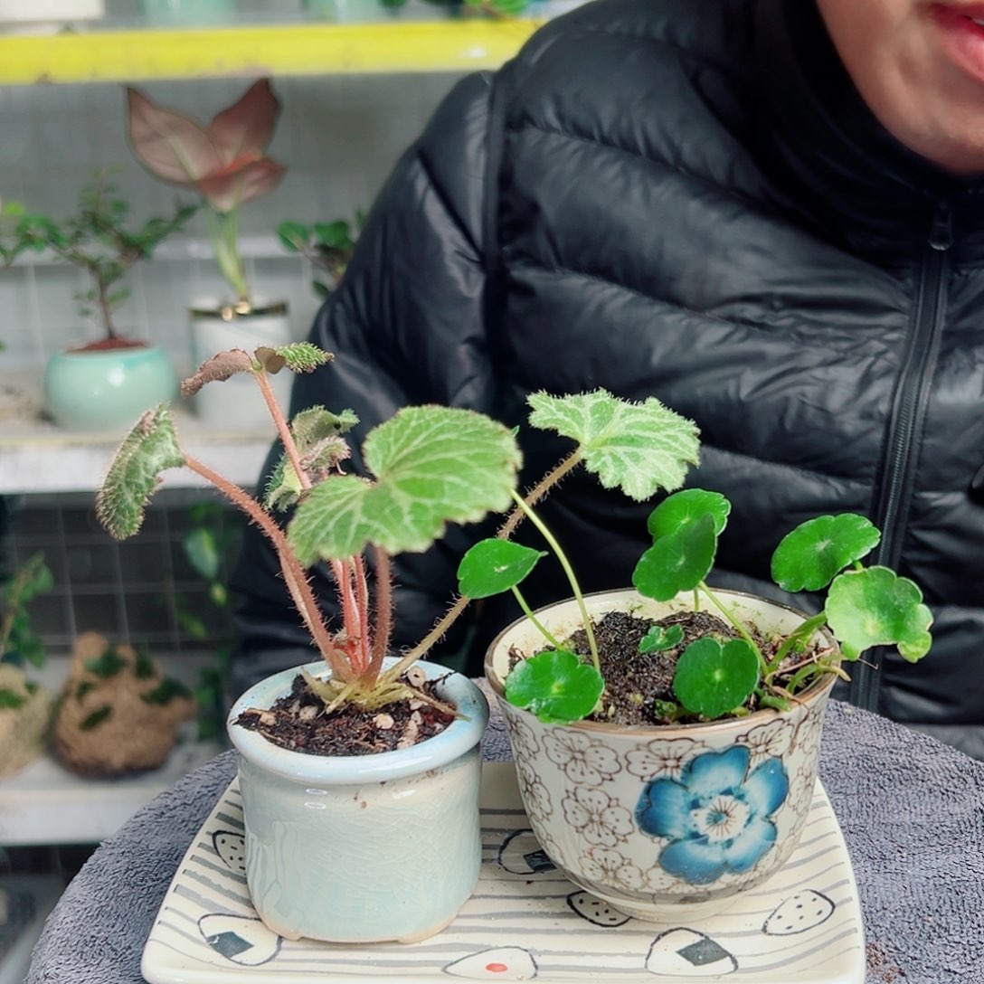 白***）无花朵38                   