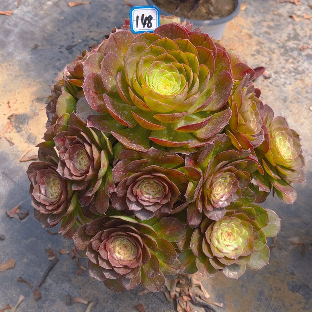 我***蛮148抹茶多肉法师