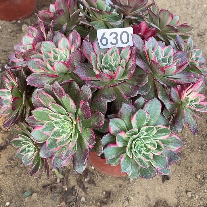 630万花筒多肉植物