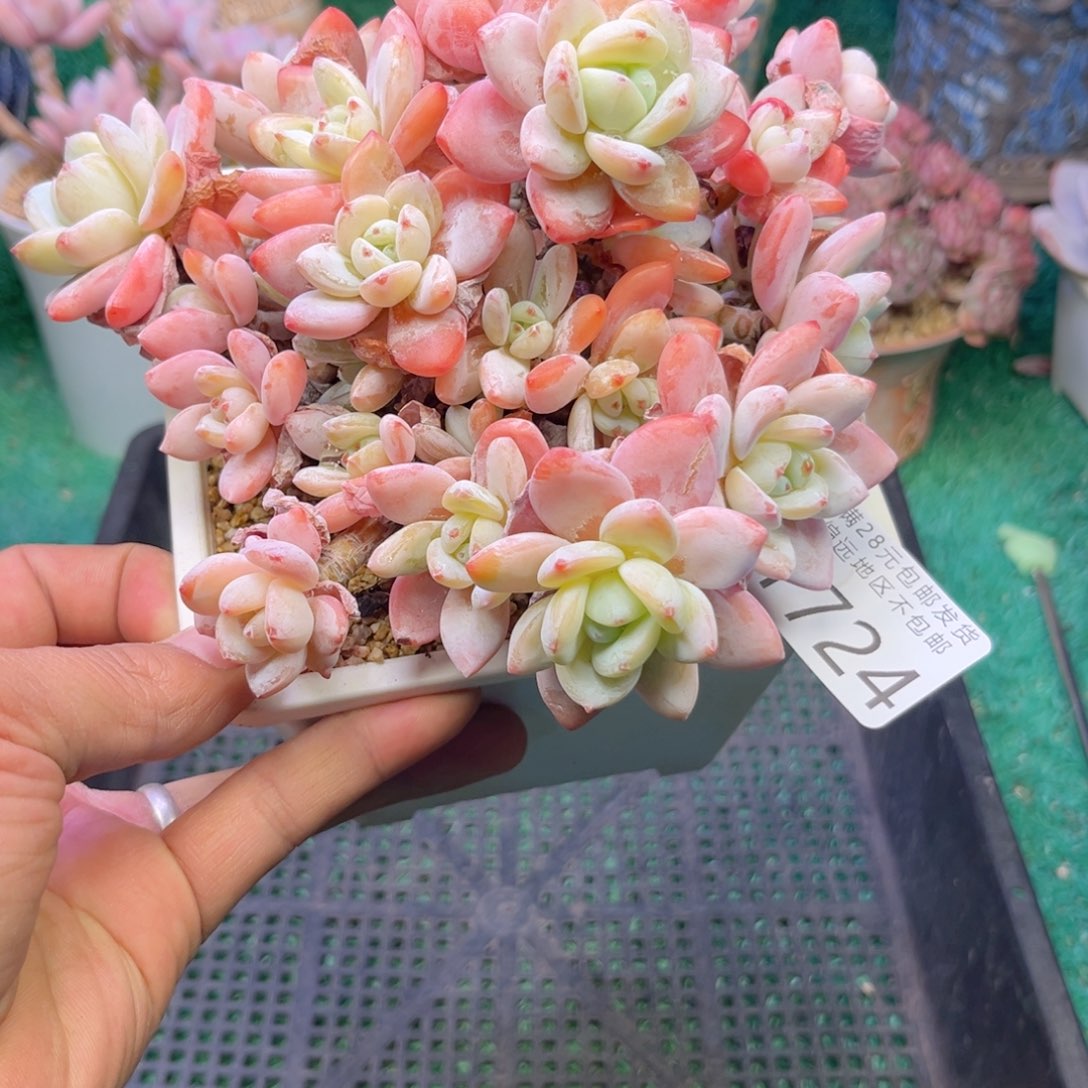 大1724j j j k k k k