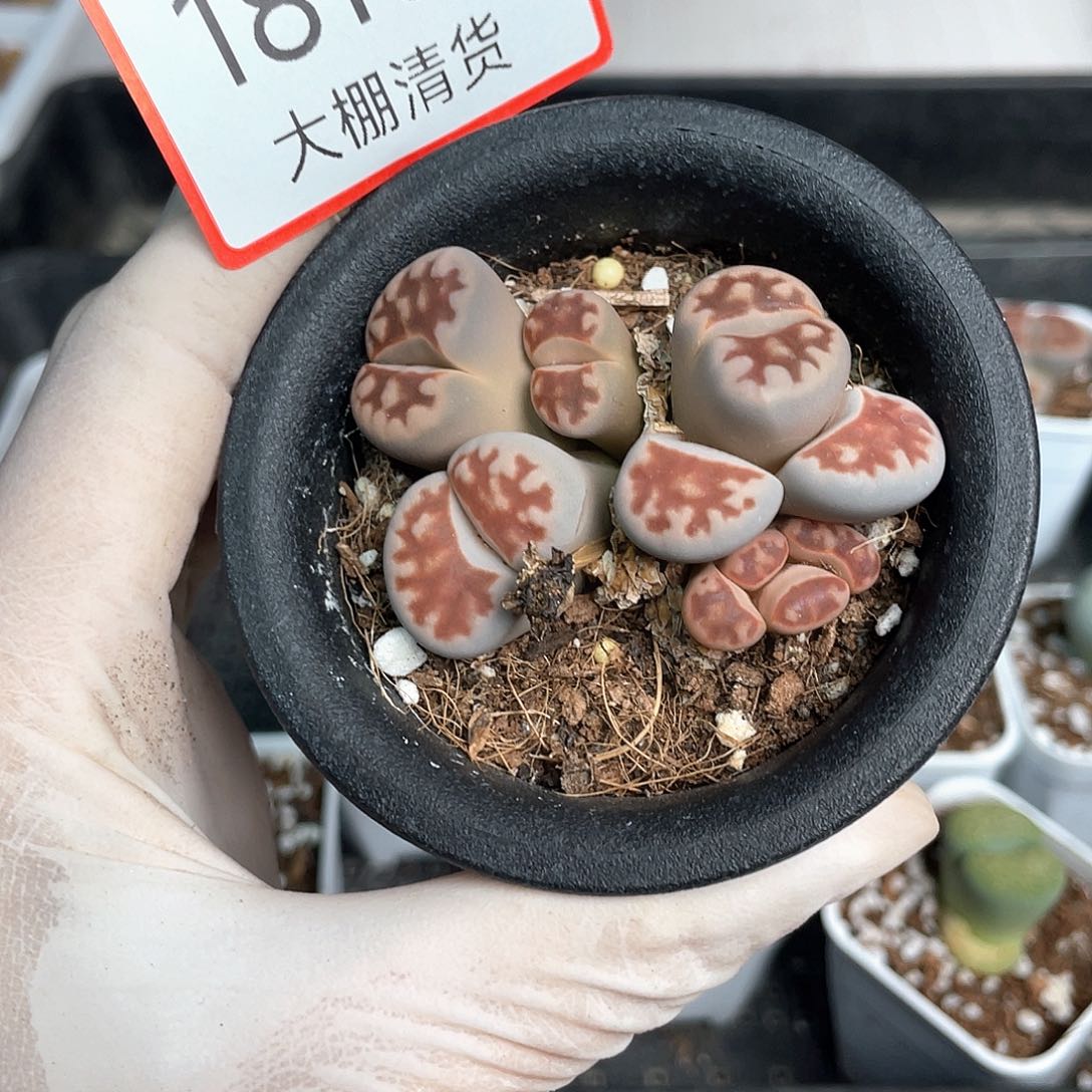 1810大棚清仓甩卖了