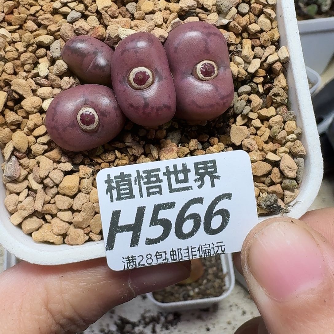 多肉植物的润泽ghn