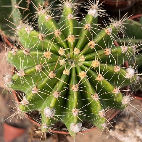 实生黄体彩草243号