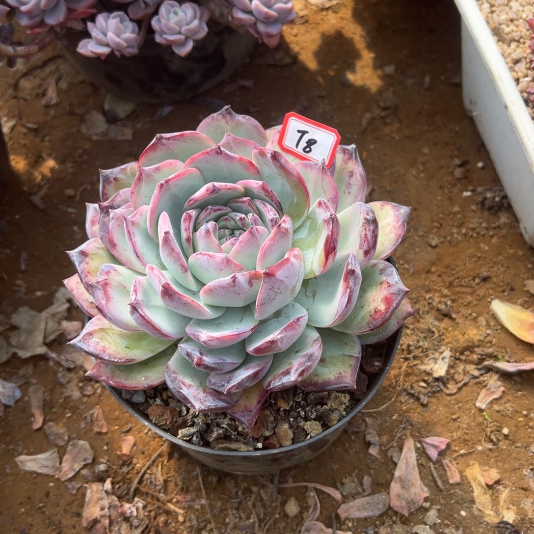 浅***茉精品多肉植物老桩