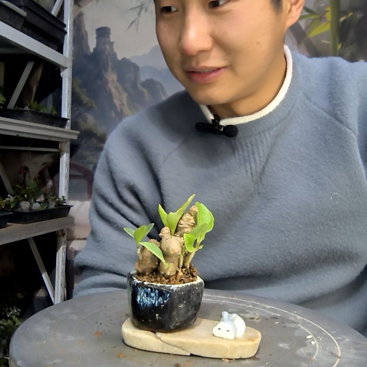 游***游中青园艺一物一拍花463