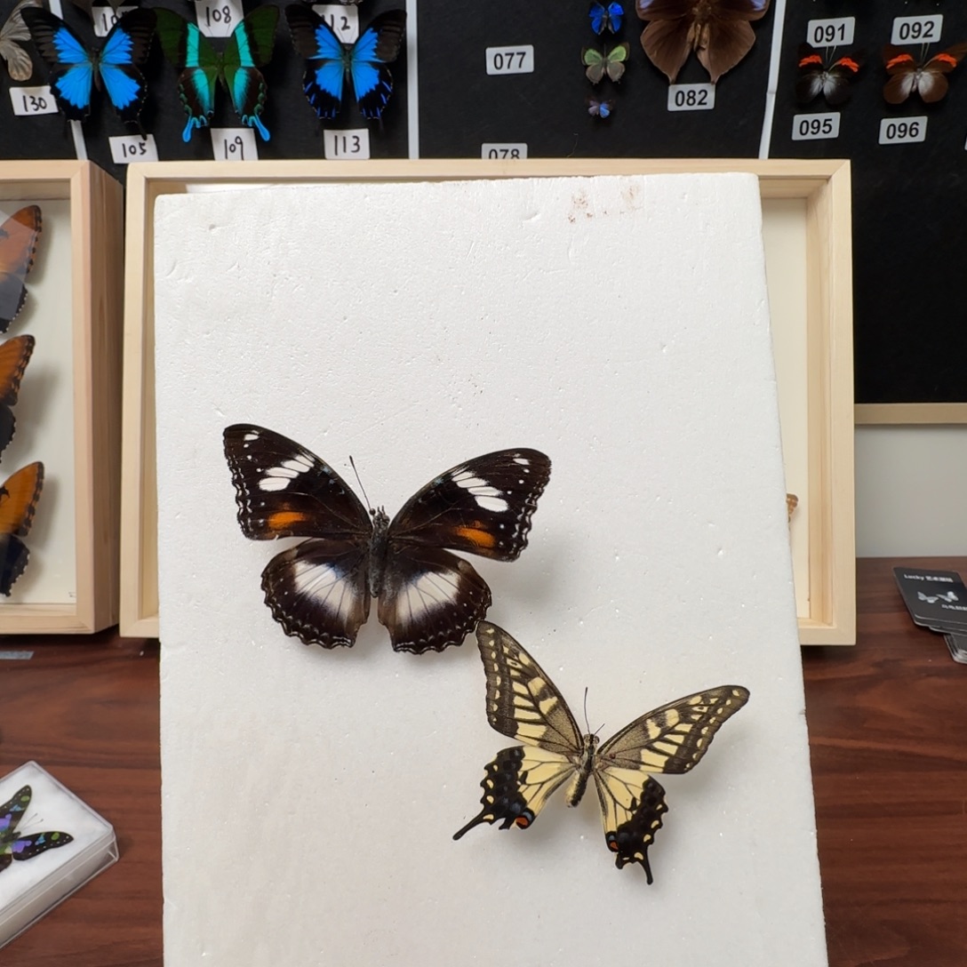 有机玻璃真实蝴蝶标本
