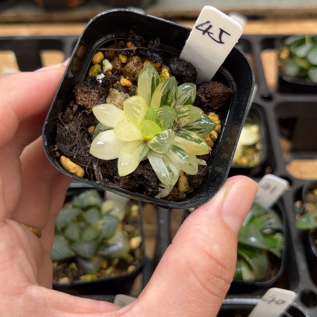 45花水晶玉露锦一物一拍