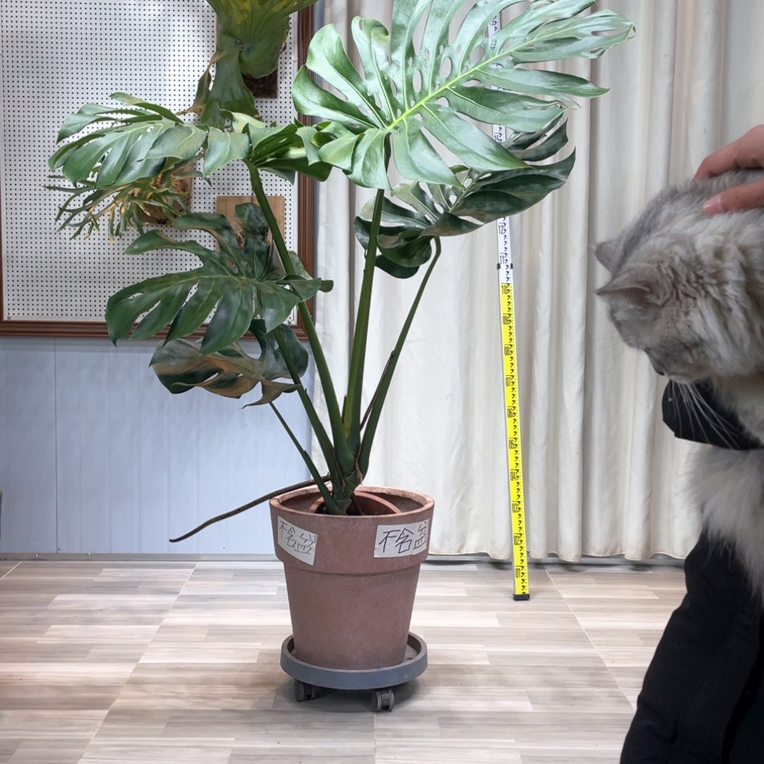 龟背竹等多种名贵的建筑风格和