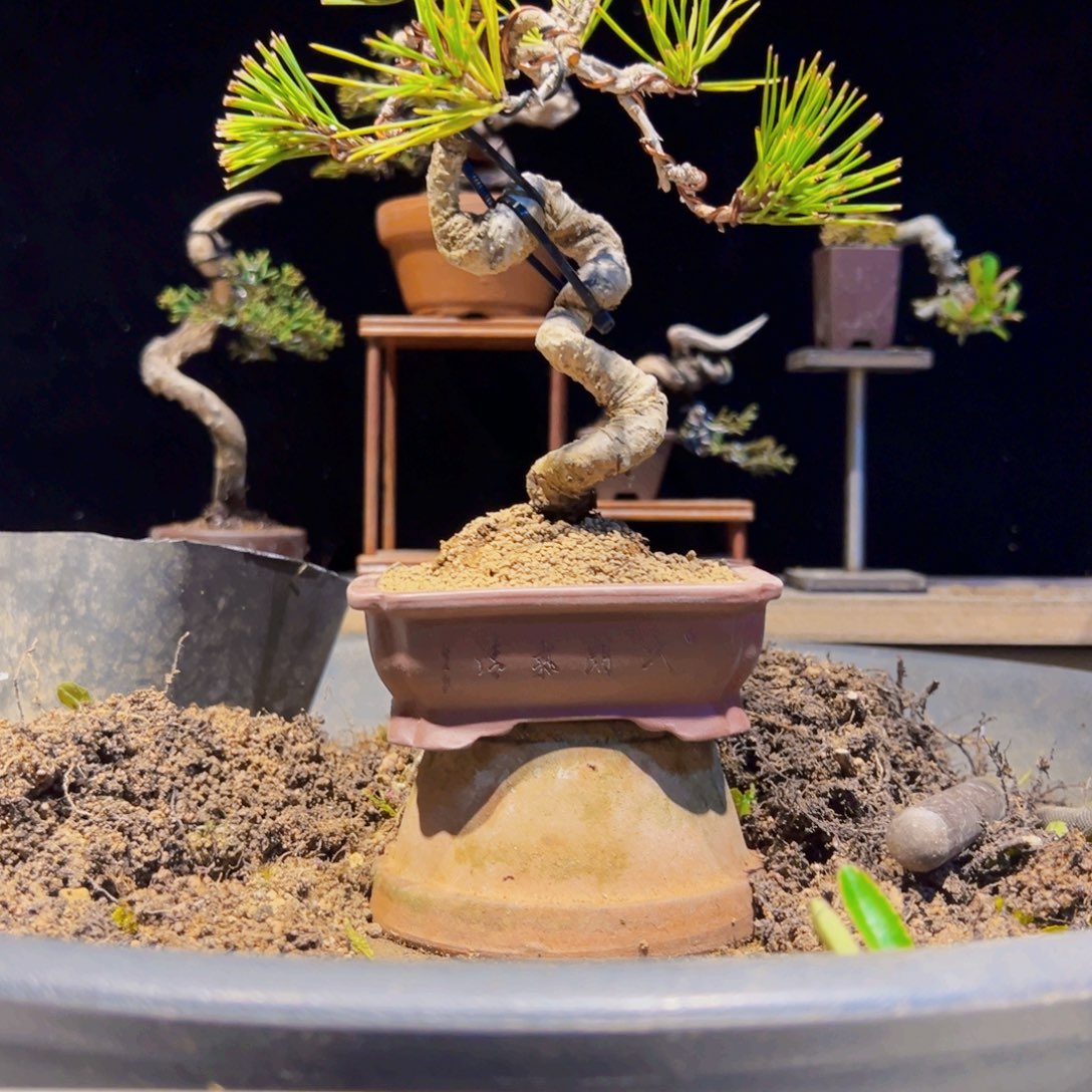 无花朵盆景11111111111