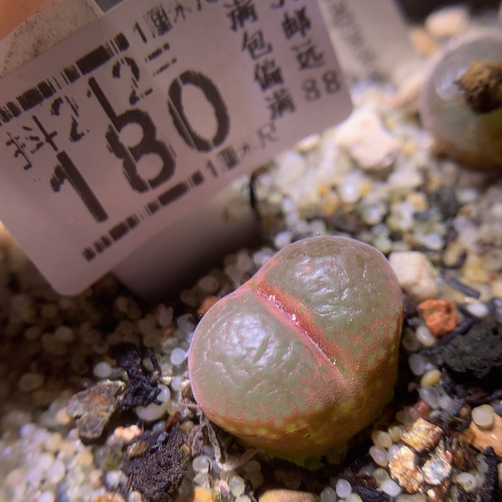 生石花多肉212.180