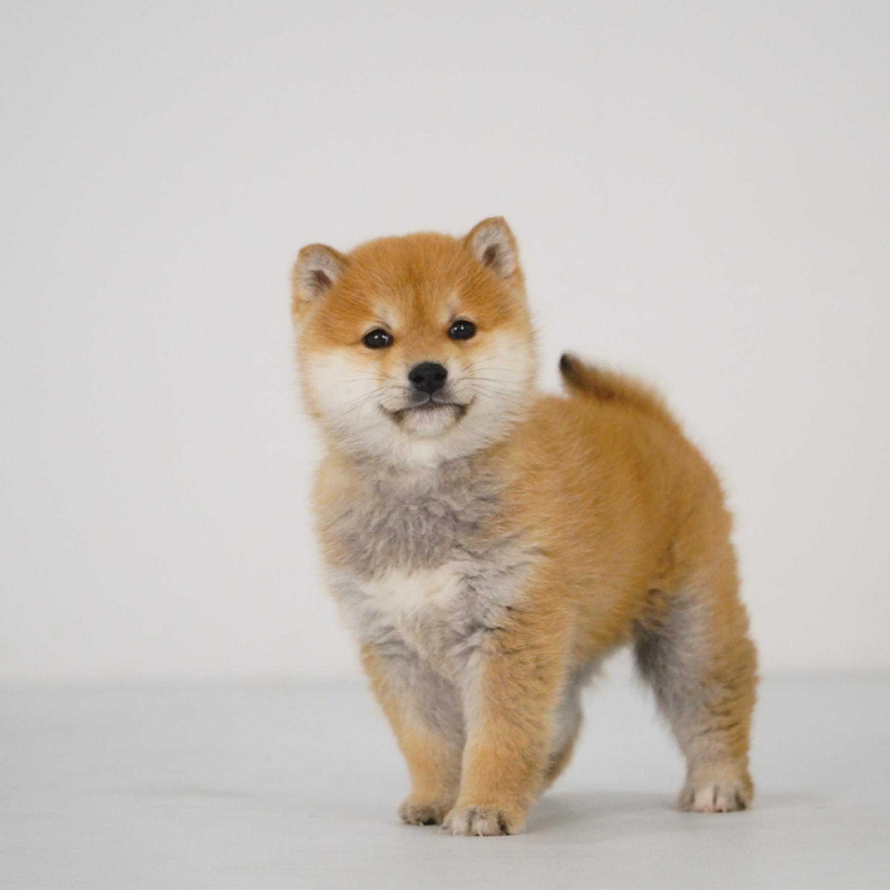 【预定非全款】柴犬赤色公活体狗狗幼犬1578纯种双血统家庭宠物