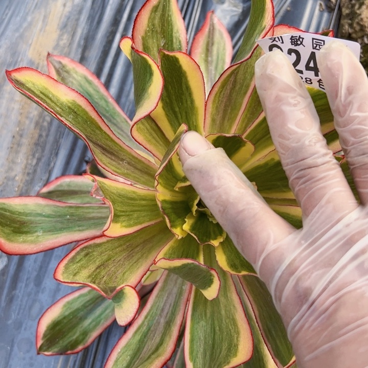 2483魅影多肉植物法师法师