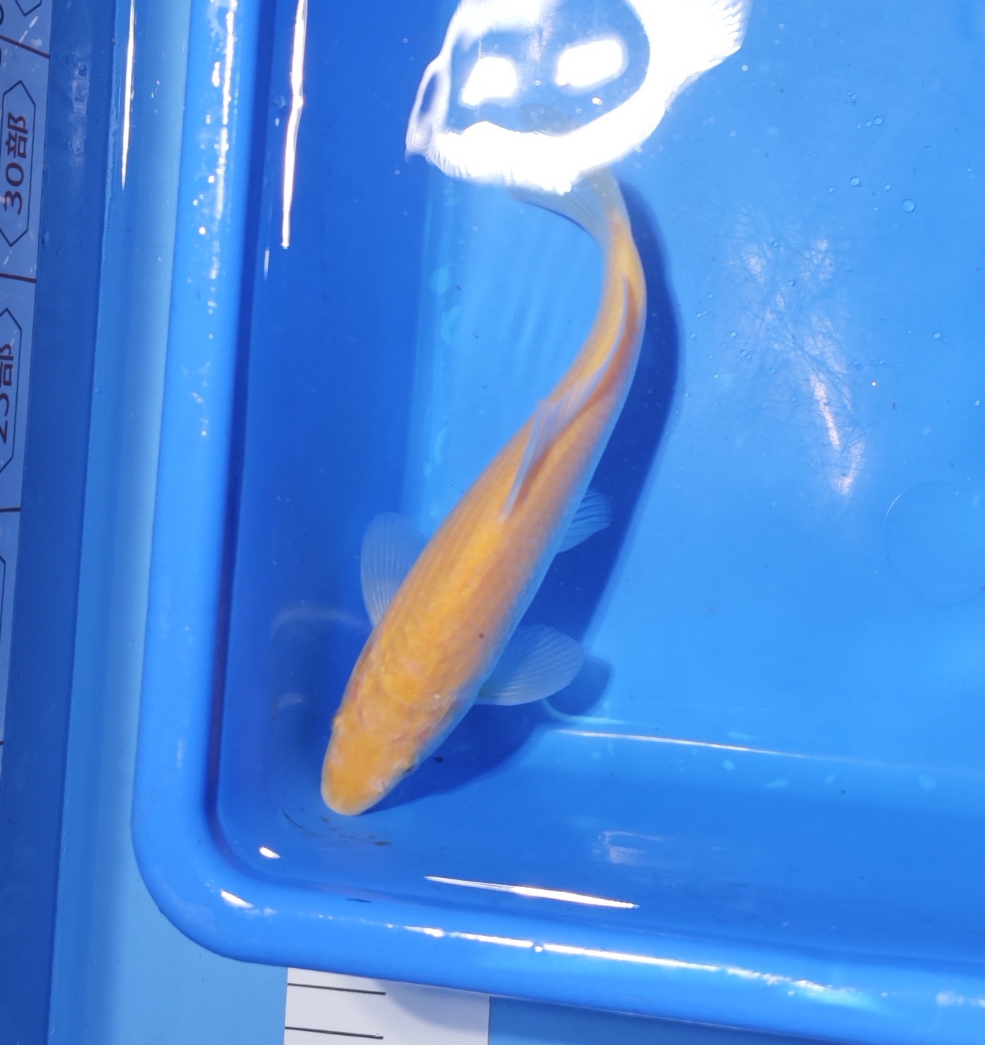 我嘞个去 专属进口可溯源锦鲤红白昭和大正高端锦鲤鱼