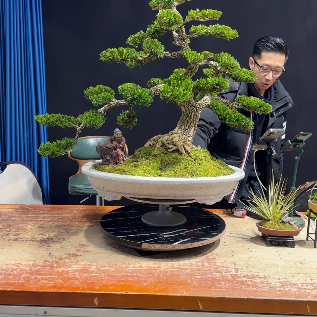 黄杨室内室外盆景艺术