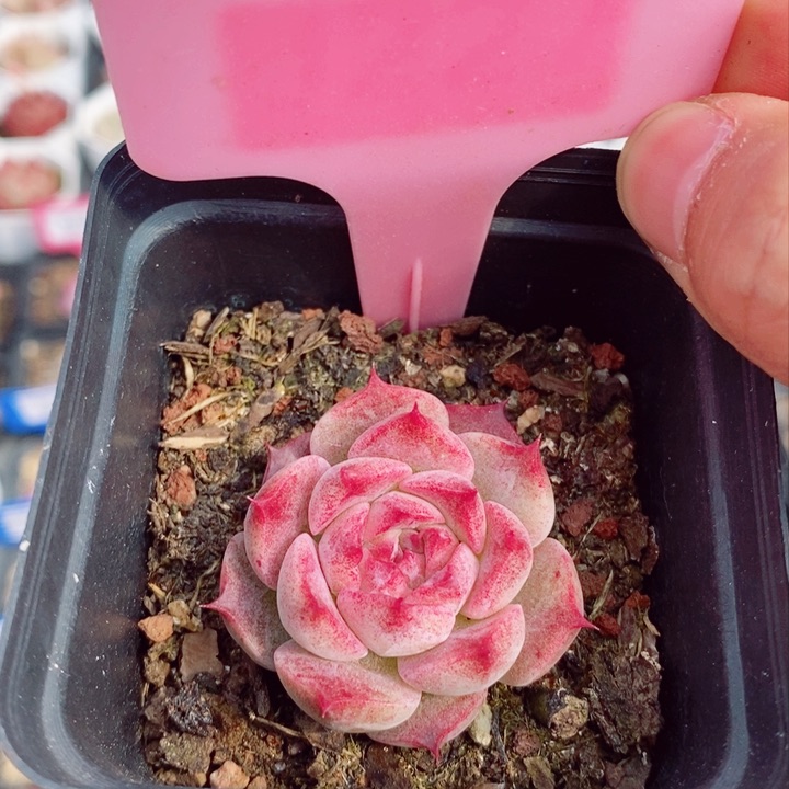 不知名多肉4.5cm