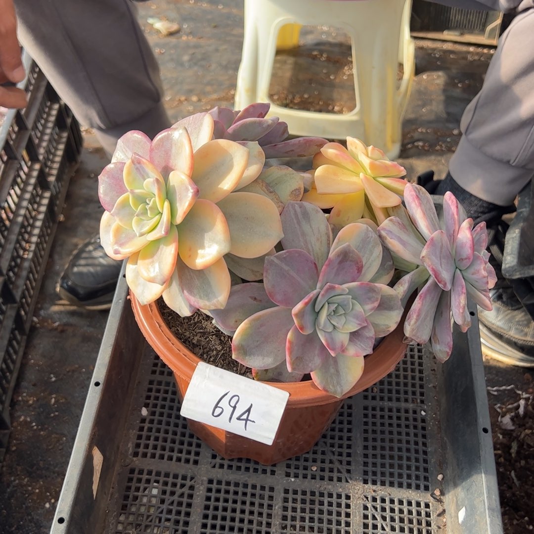 69紫乐锦老桩多肉