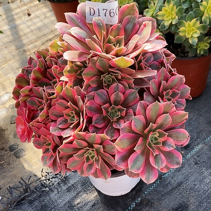 1760桃花妖多肉植物