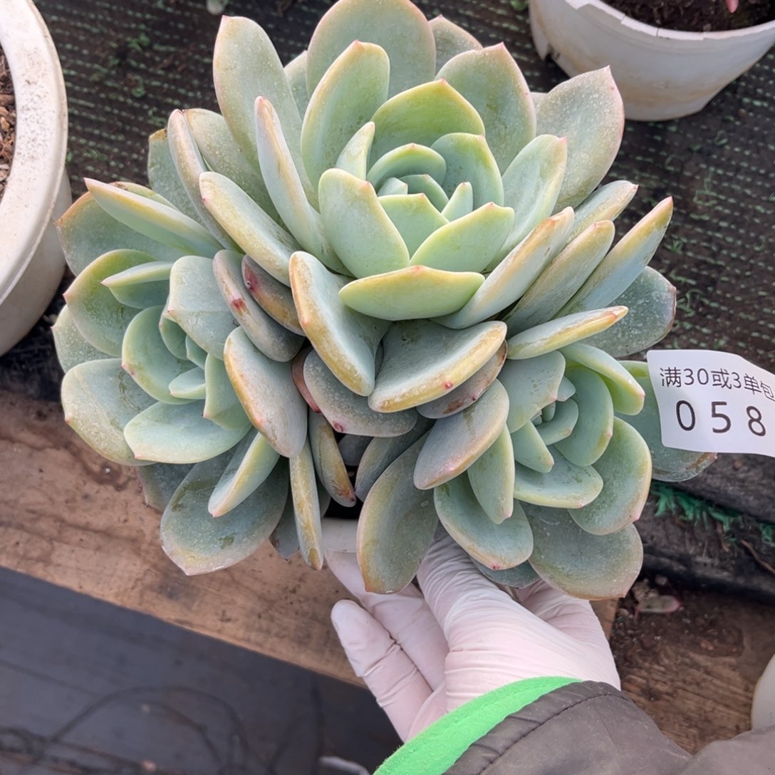 058凤橙多肉植物……