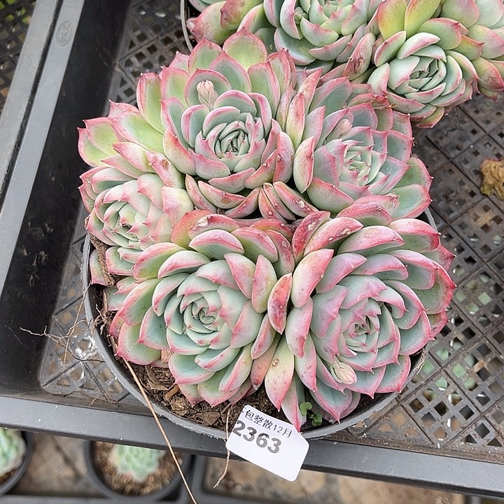 阿雅园艺。        2363侧影