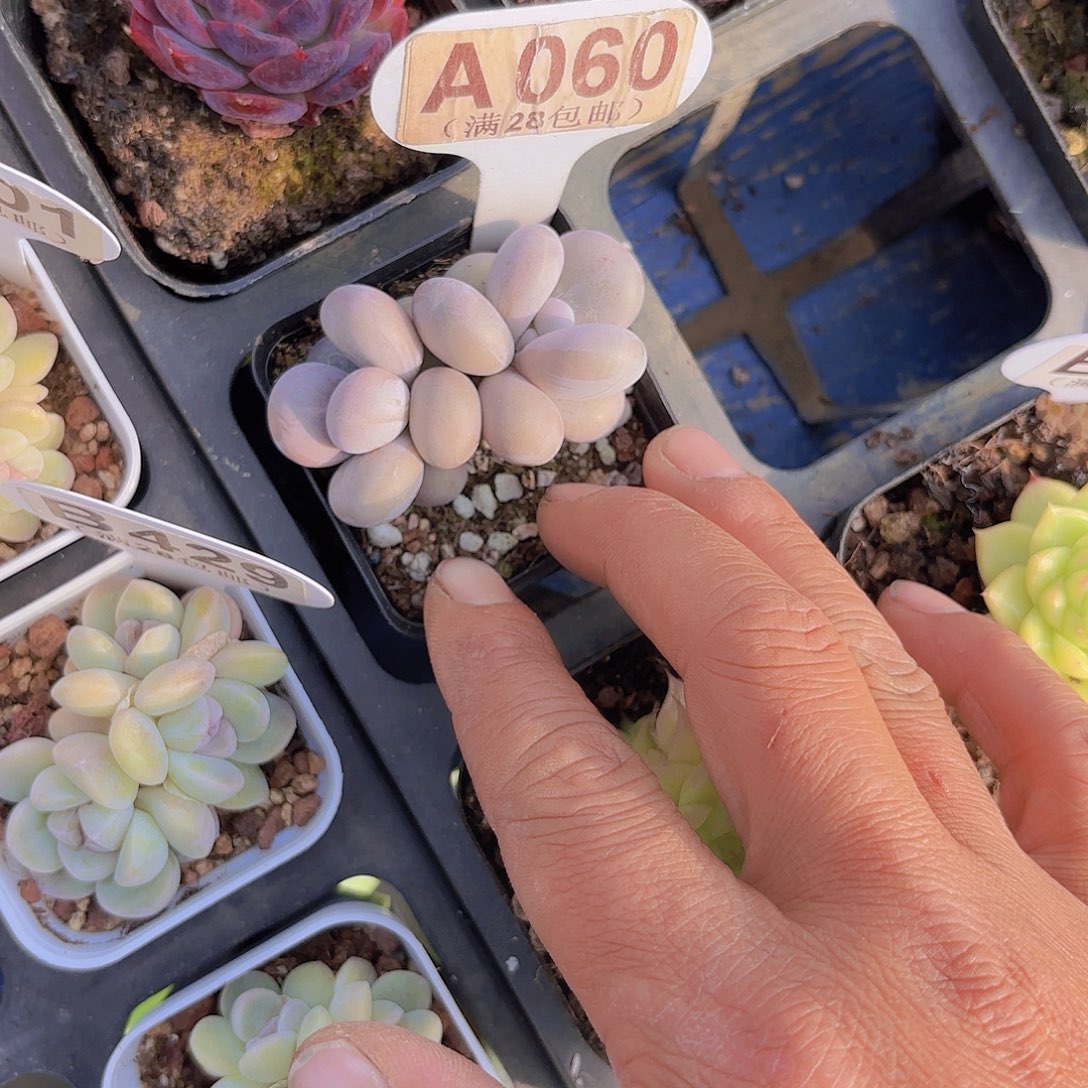 A060水光针一物一拍