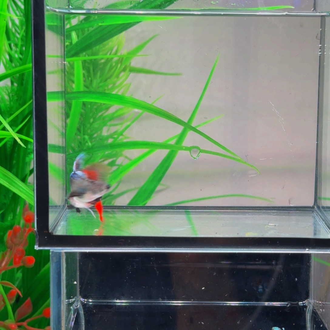 D***離孔雀鱼白金象耳缎带1对