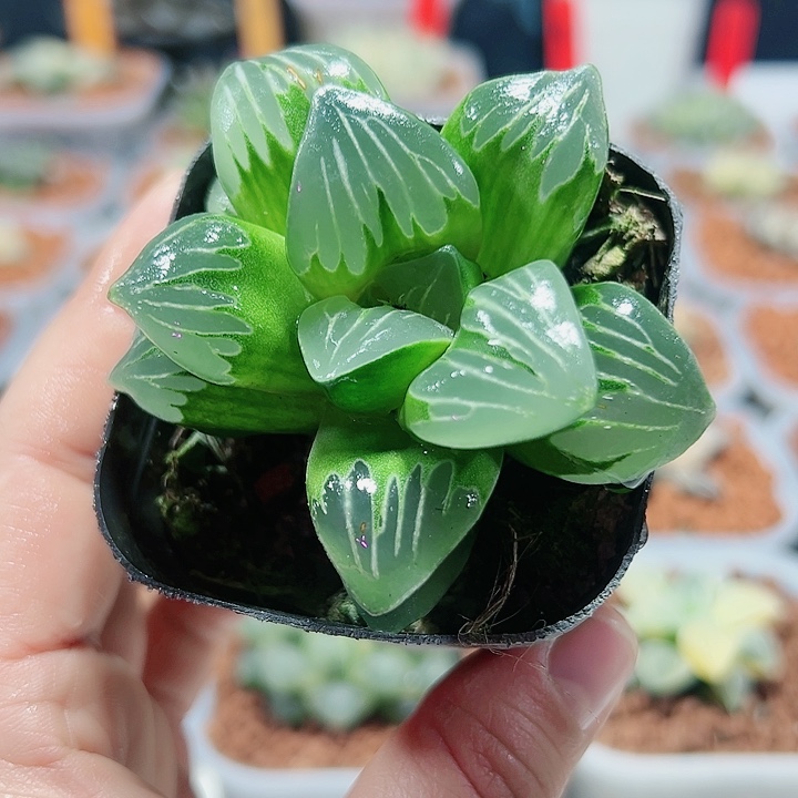 十二卷多肉绿玻璃