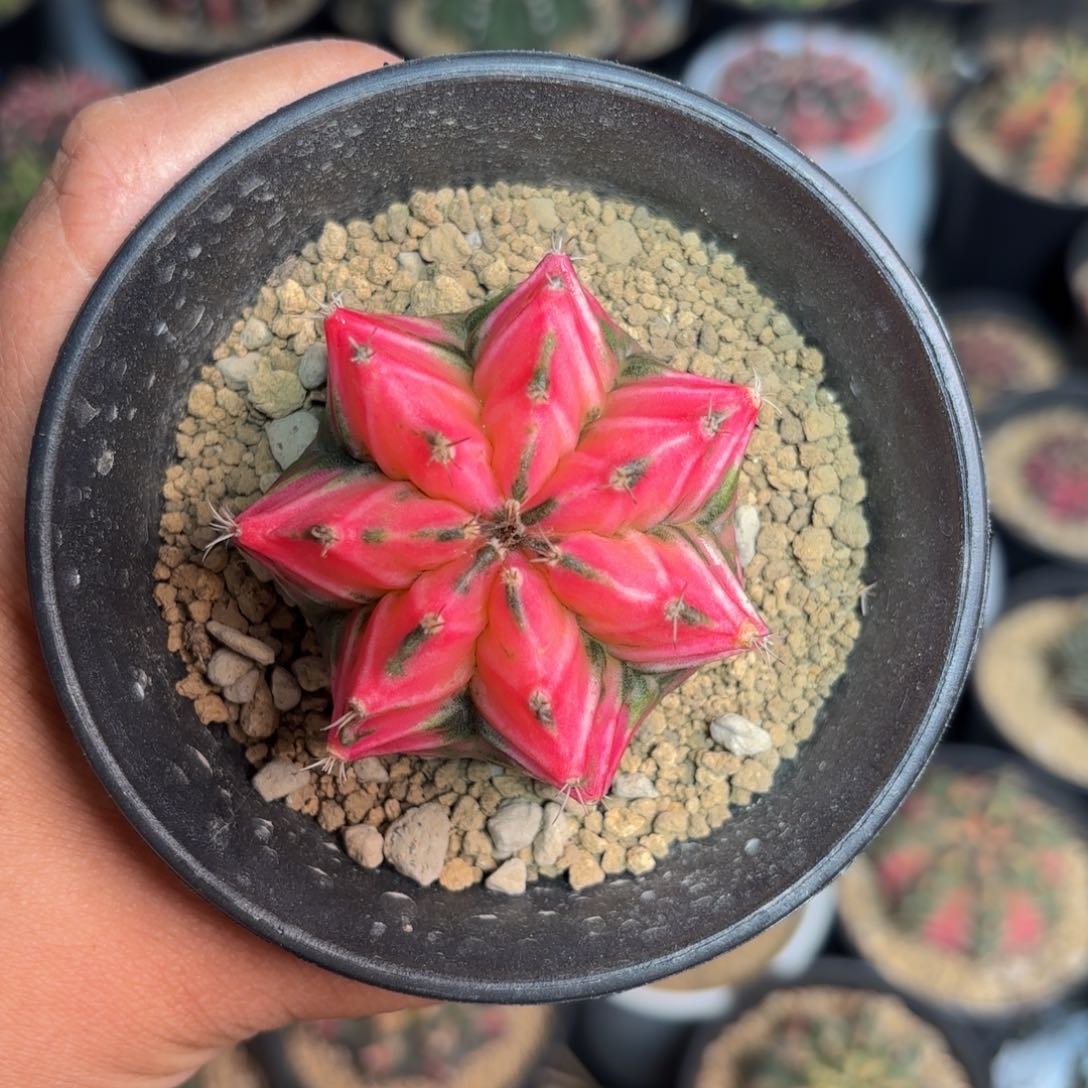 泰系实生微瑕仙人球21