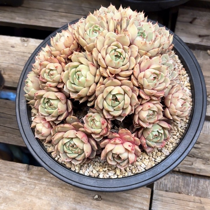 多肉植物，笨吧蒂斯