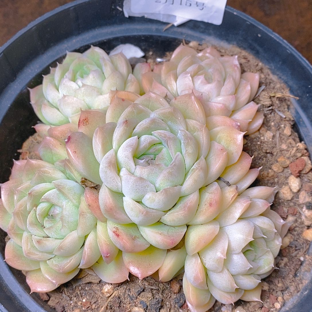 【闪购商品】云1321