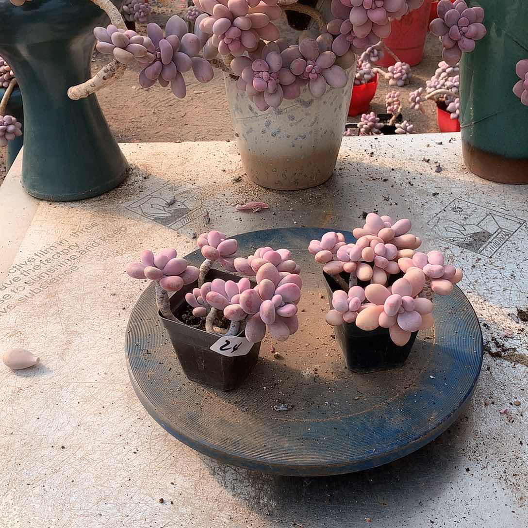 24一物一拍桃蛋两颗