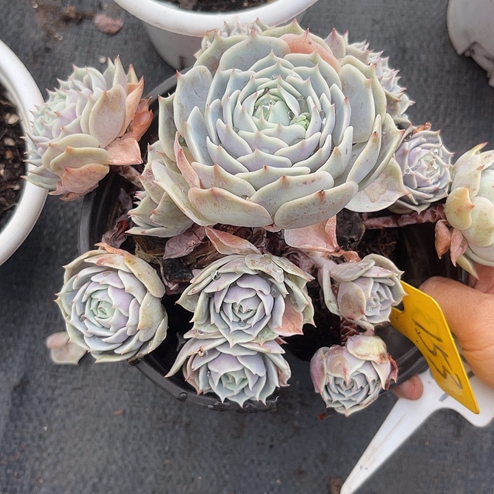 两单包邮，一物一拍就是153露娜莲