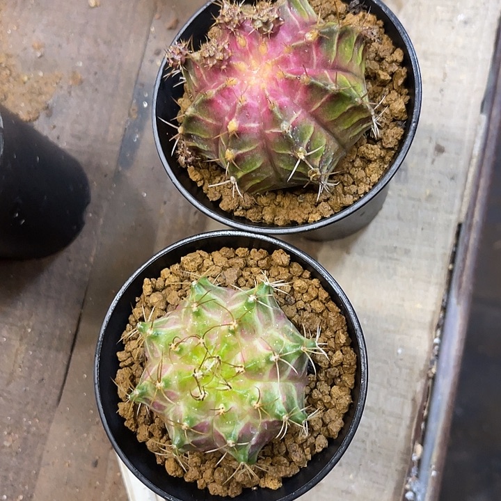 仙人球好好看好漂亮300