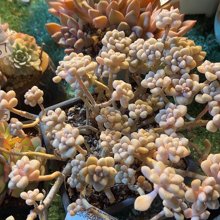 幸运的是我还没遇到过