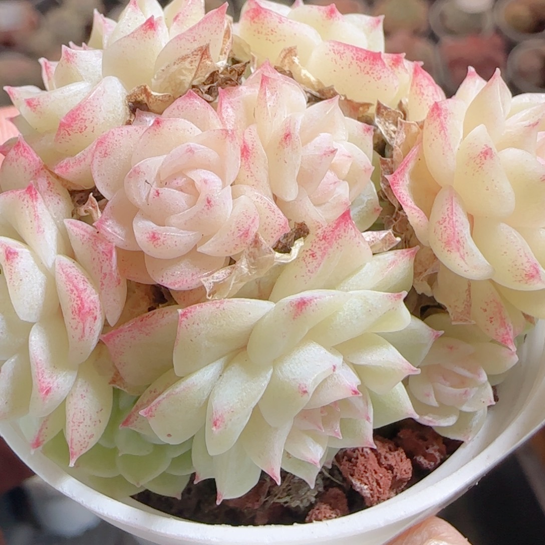 花语多肉0102-30散