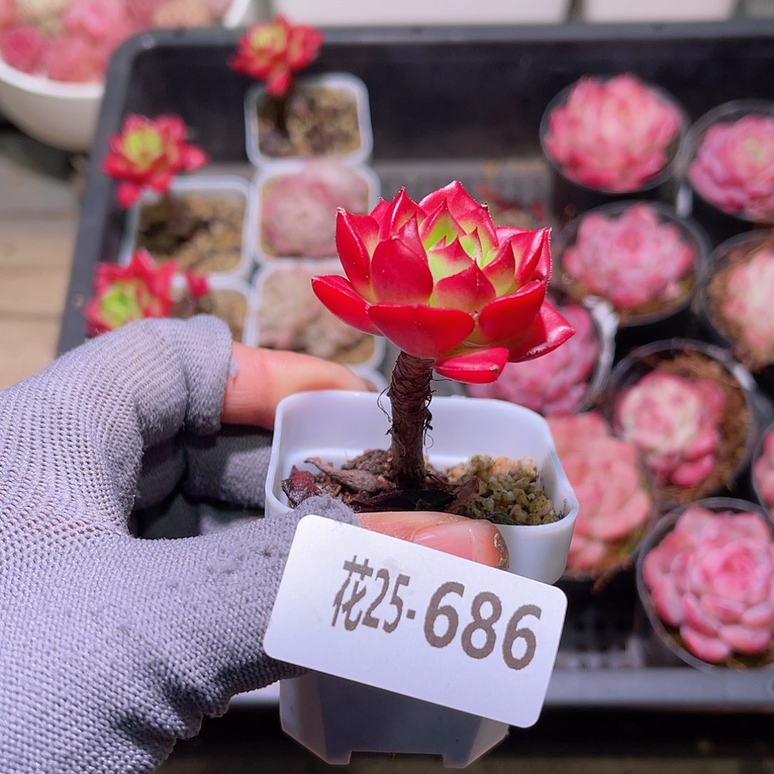 花25-686蒂亚单头
