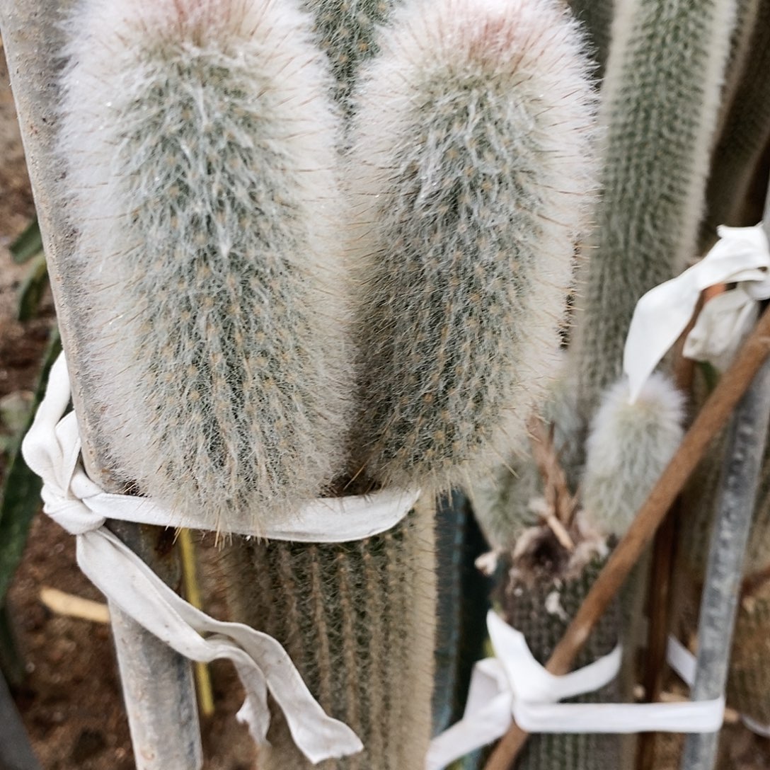 吹雪柱。现砍侧芽。高度14公分以上