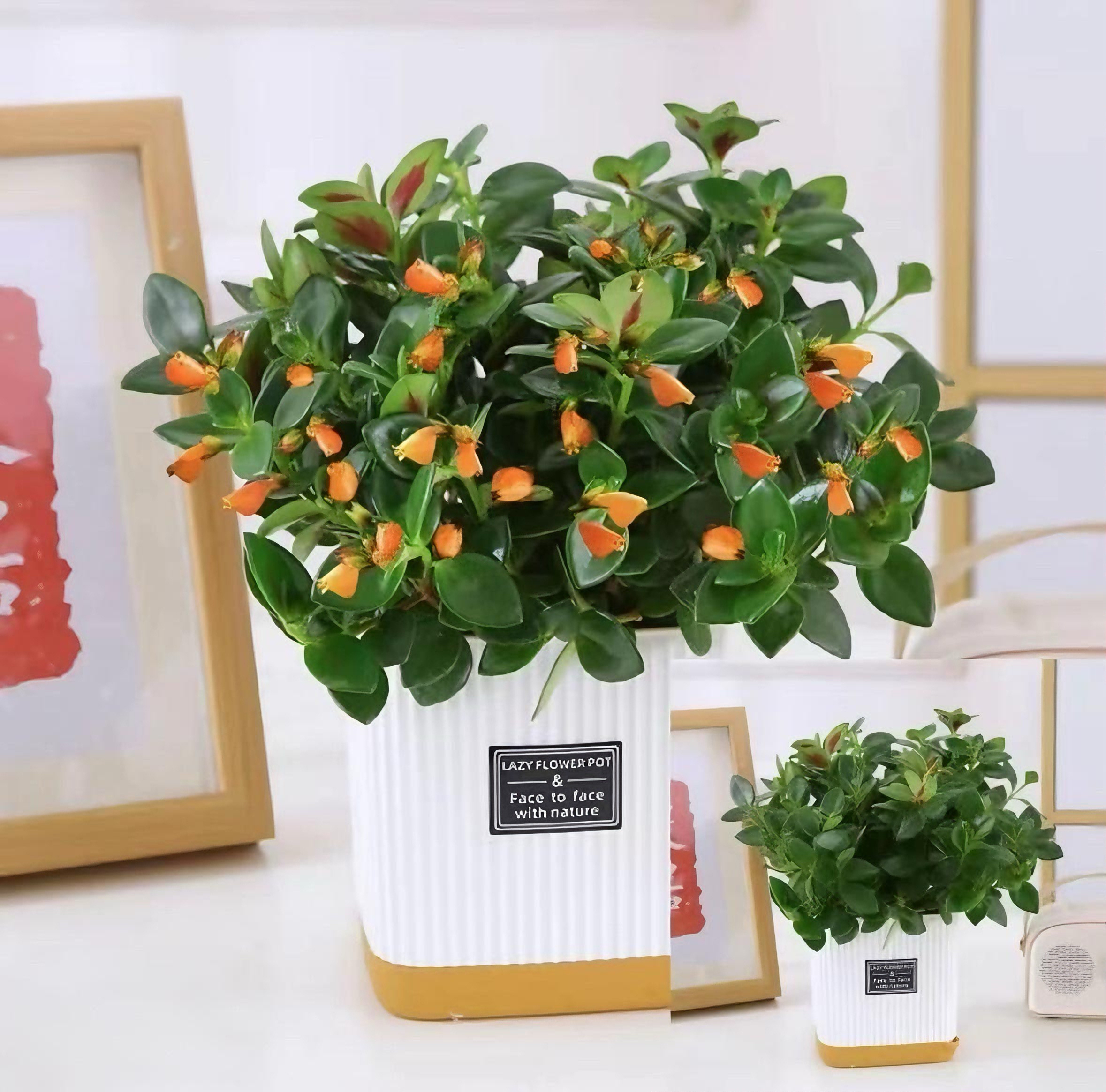 【金鱼吊兰带花盆】盆栽室内客厅四季常青好养易成活花卉