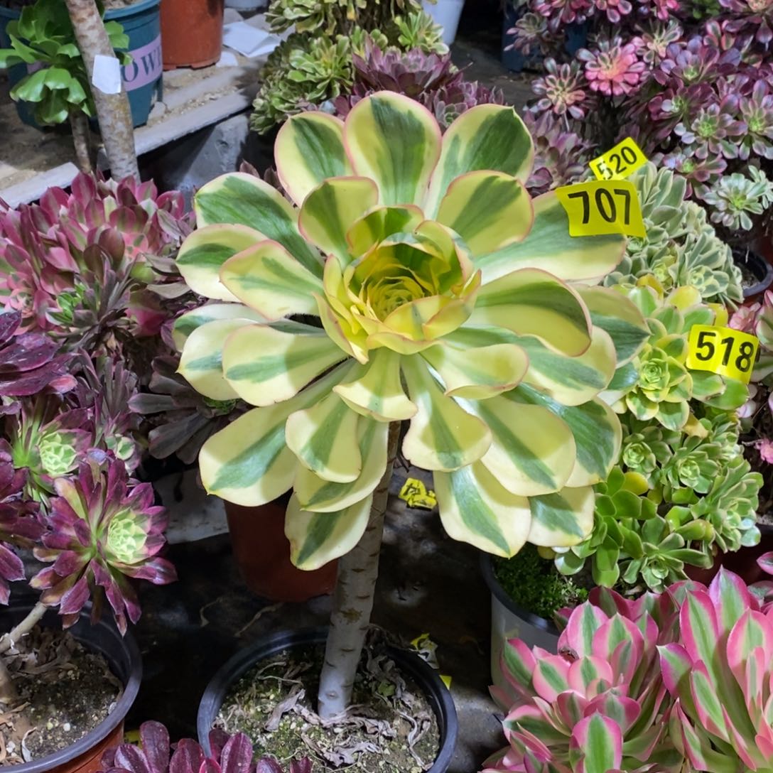 燕姿锦多肉法师707