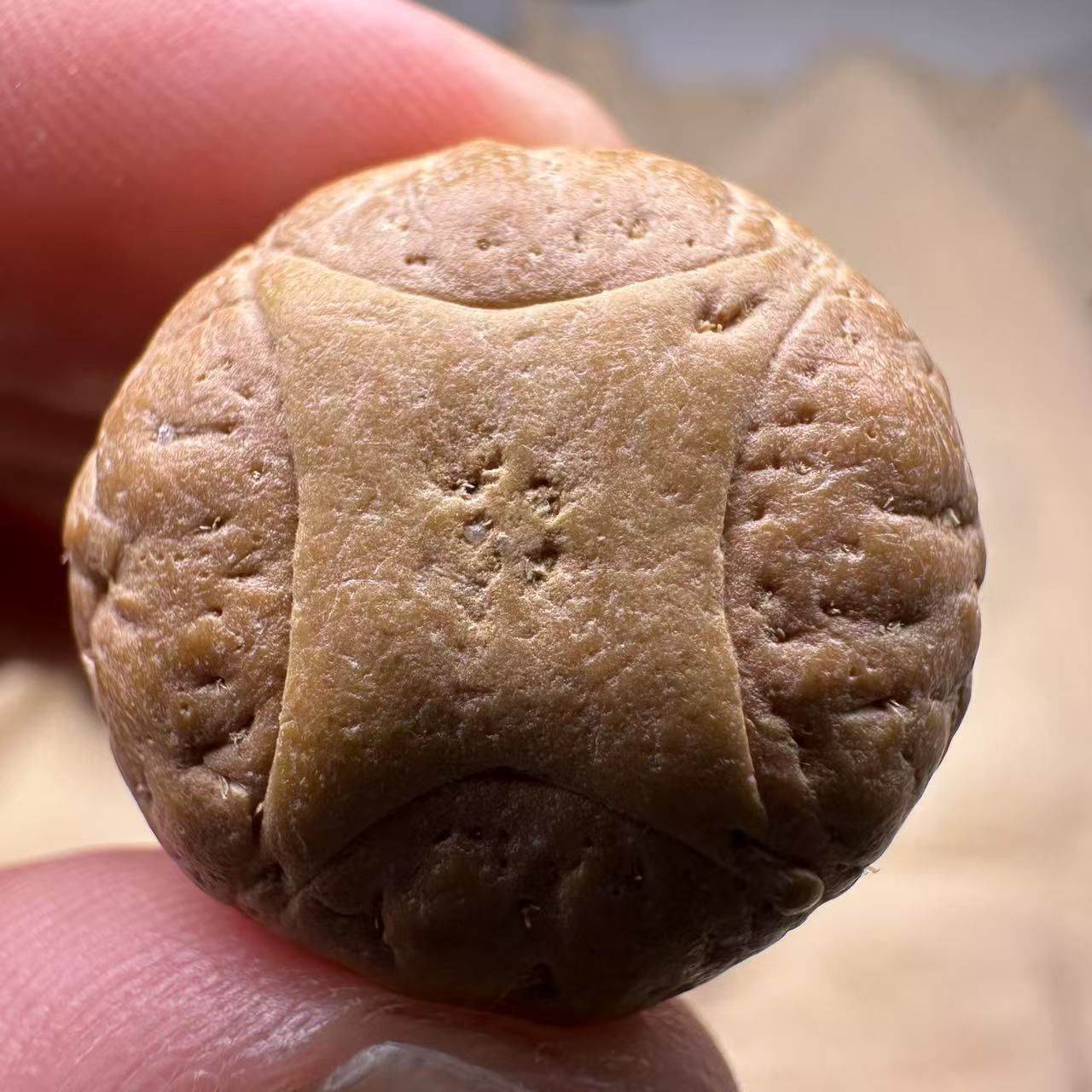 尼泊尔麒麟眼菩提，尺寸24，sss系列，货号S20