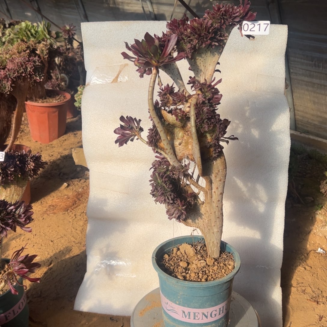 有伤黑缀217高度43