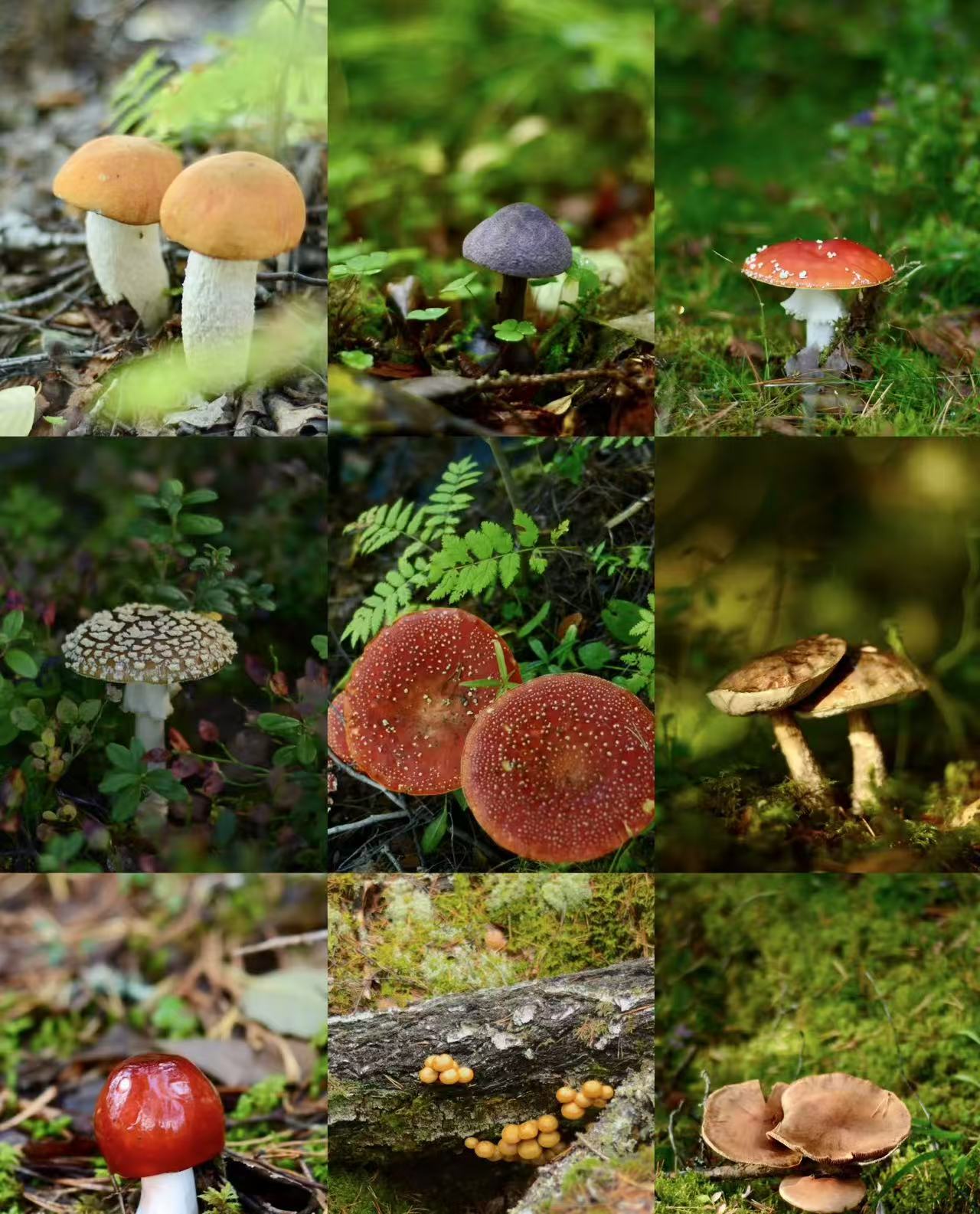 1【S-X】净含量：1g-15g【阿徐现收】菌