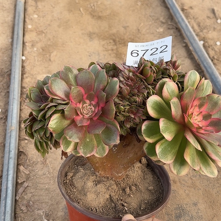 6722荔枝多肉植物