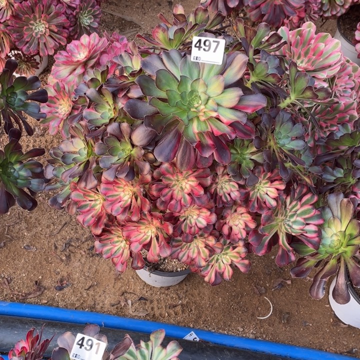 M****497花蝴蝶手捧多肉植物