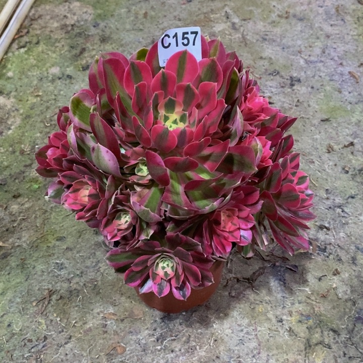 粉女巫多肉植物157