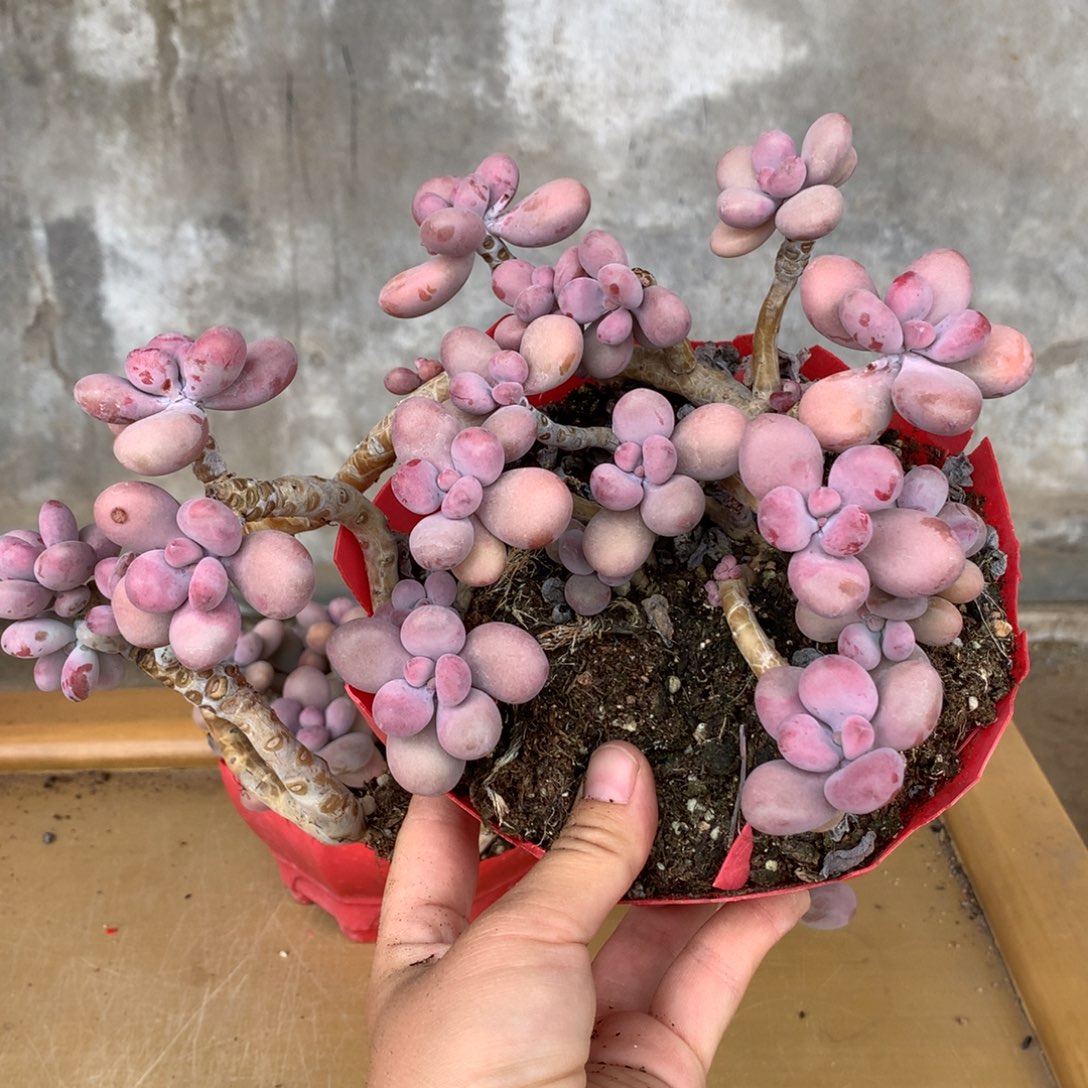 桃蛋老桩有蹭头不售后35号