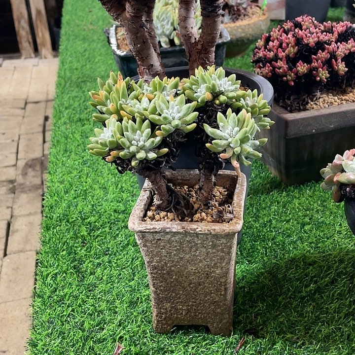 ****空下播福利来一波吧仙女杯