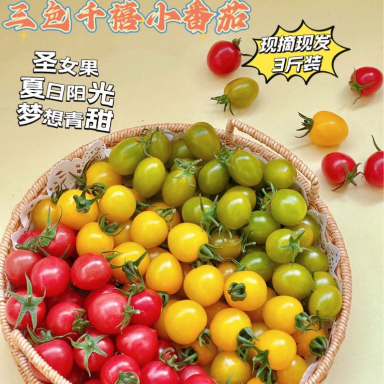 -三色千禧小番茄